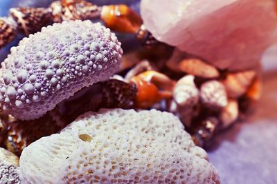 Close-up of seashells