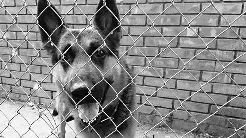 Close-up portrait of german shepherd seen through chainlink fence