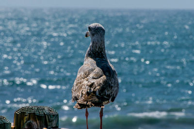 Close-up of seagull in front of sea