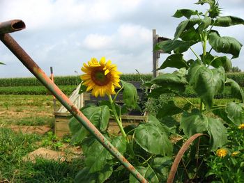 Close-up of yellow flowers blooming in field