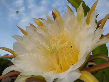 Dragonfruit flower with small worker