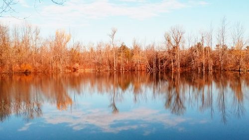 Reflection of trees in calm lake