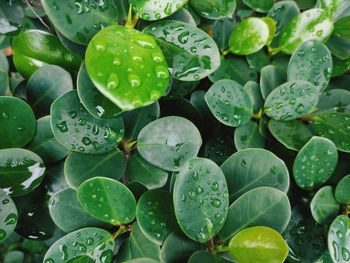 Full frame shot of wet leaves