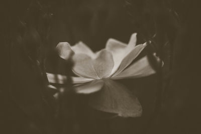 Close-up of flower blooming outdoors