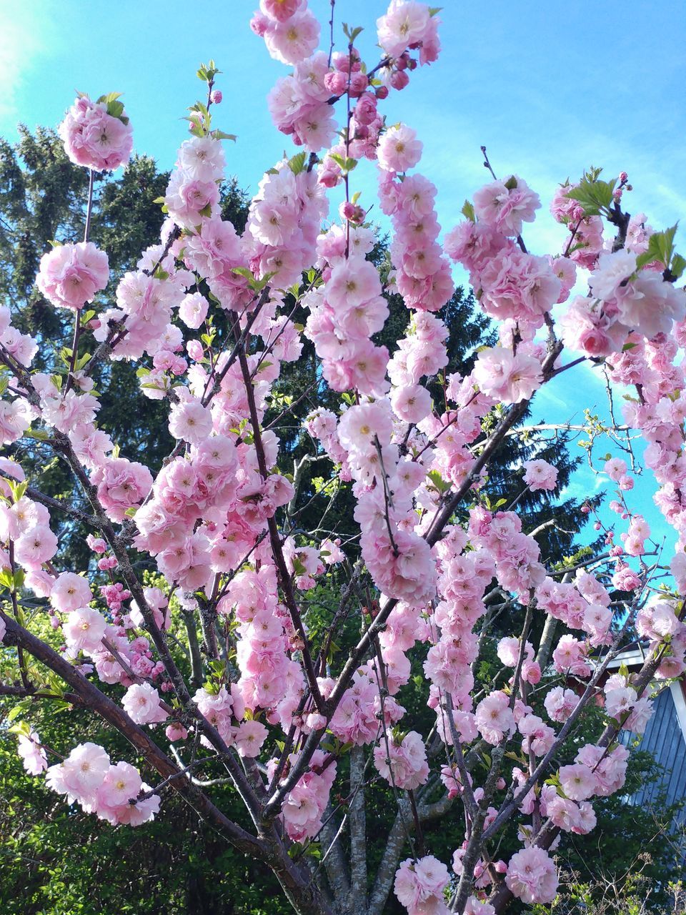 plant, blossom, flower, pink, flowering plant, growth, beauty in nature, nature, fragility, tree, cherry blossom, freshness, no people, springtime, branch, day, low angle view, outdoors, lilac, spring, sky, shrub, close-up, botany, petal, leaf