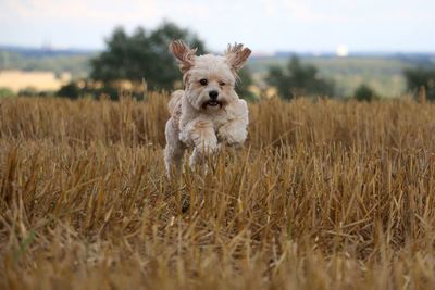 Dog running in field