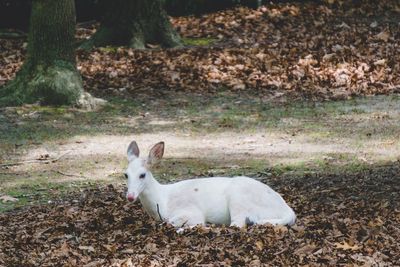 Portrait of white sheep on field