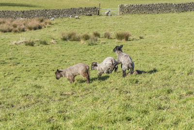 Three young sheep calfs playing together in the spring