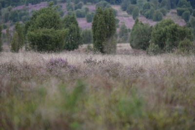 Purple flowering plants on field