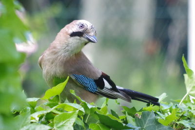 Close-up of bird perching on plant