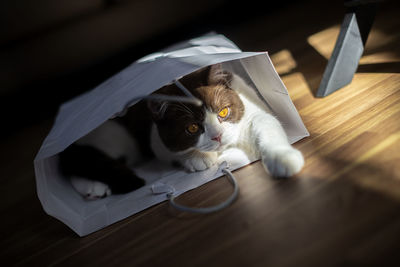 British shorthair cat in gift box