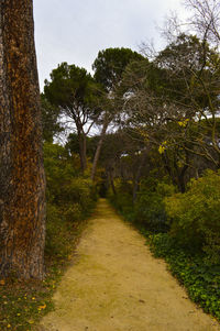 Narrow walkway along trees