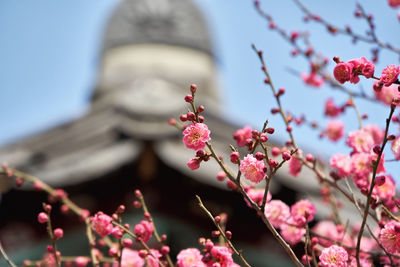 Low angle view of pink flowers blooming outdoors