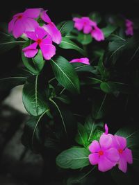Close-up of purple hibiscus blooming outdoors