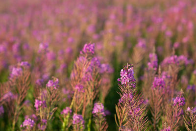 Close-up of purple flowering plants on field