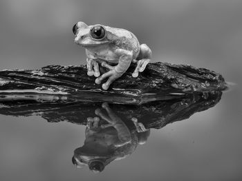 Close-up of frog on rock in lake