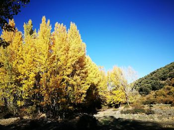 Trees in forest against clear blue sky