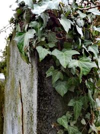 Close-up of tree trunk