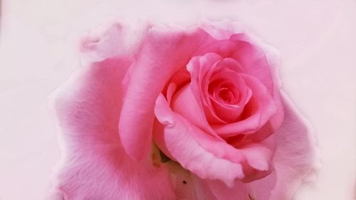 Close-up of pink rose