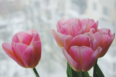 Close-up of pink tulips