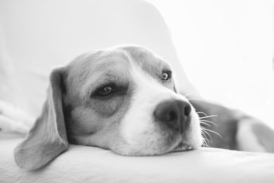 Close-up portrait of a dog