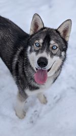 Portrait of dog on snow