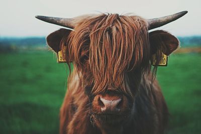 Close-up of cow on field