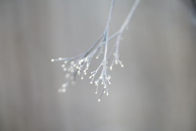 Close-up of frozen plant