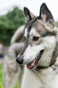 Close-up of dog