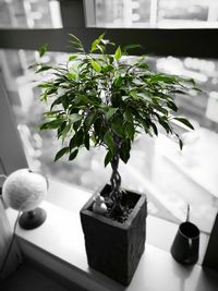 Close-up of plant in vase on table