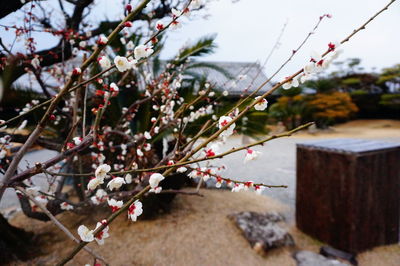 Close-up of cherry blossoms in spring