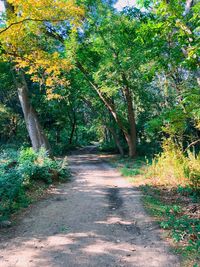 Footpath amidst trees in forest