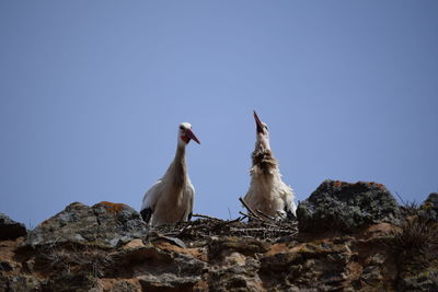 Birds perching on rock