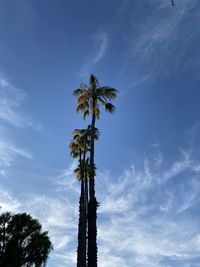 Low angle view of coconut palm tree against blue sky