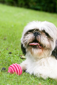 Close-up of a dog on field