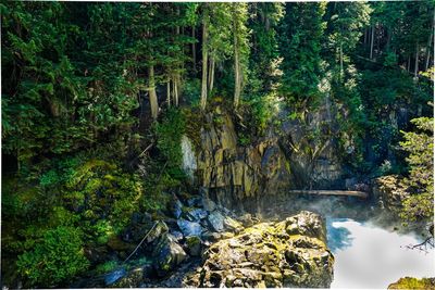 Scenic view of river amidst trees in forest