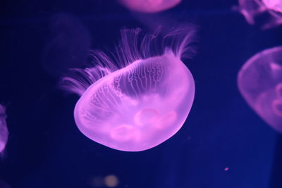 Pink jellyfish in acquario di genova