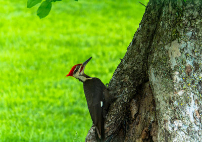 Bird perching on a tree