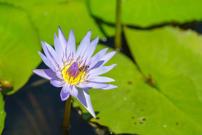 Close-up of purple lotus water lily in lake