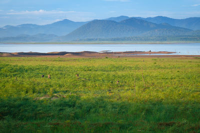 Scenic view of field against mountains