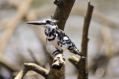 Close-up of bird perching on a branch