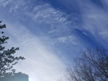 Low angle view of trees against blue sky
