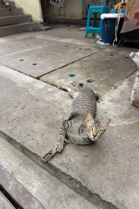 High angle view of cat sleeping on footpath