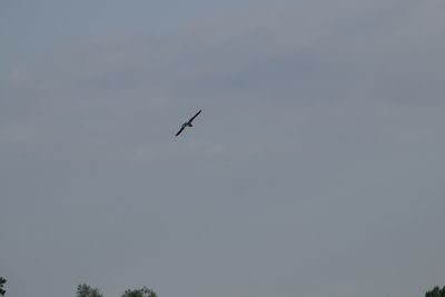 Low angle view of bird flying in sky
