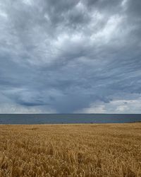 Scenic view of agricultural field against sky