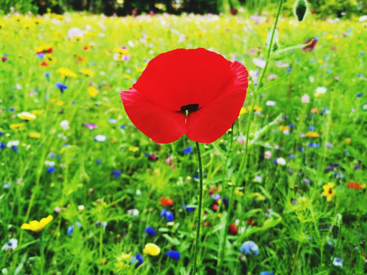 CLOSE-UP OF RED POPPY FLOWER