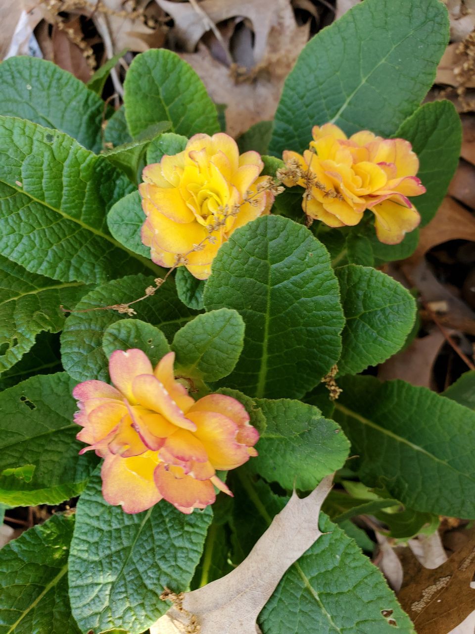 CLOSE-UP OF FRESH YELLOW FLOWERING PLANT LEAVES IN SPRING