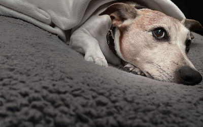 Close-up of dog resting