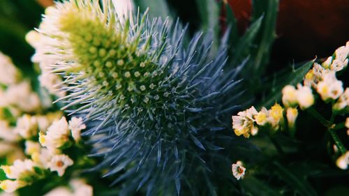 Close-up of white flowering plant