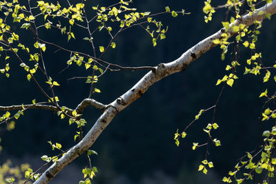 Low angle view of tree